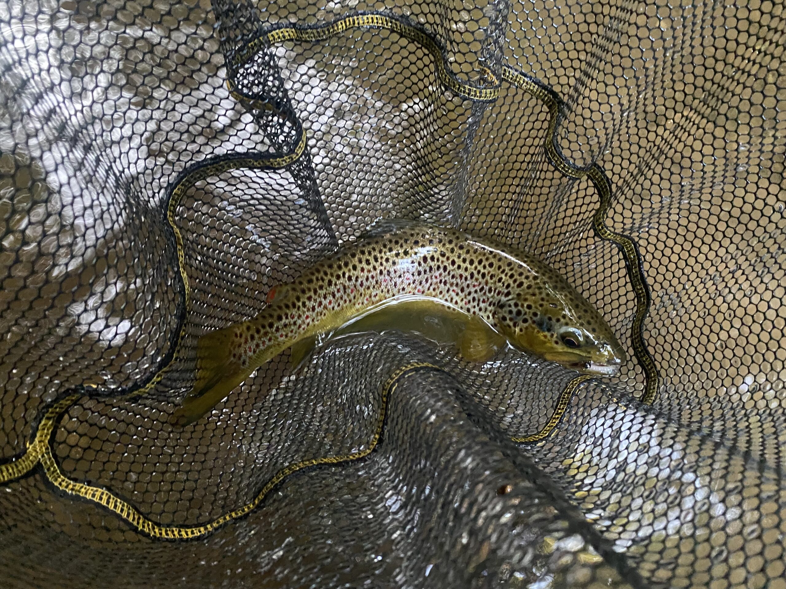 What Does Fall Bring to Fly Fishing?