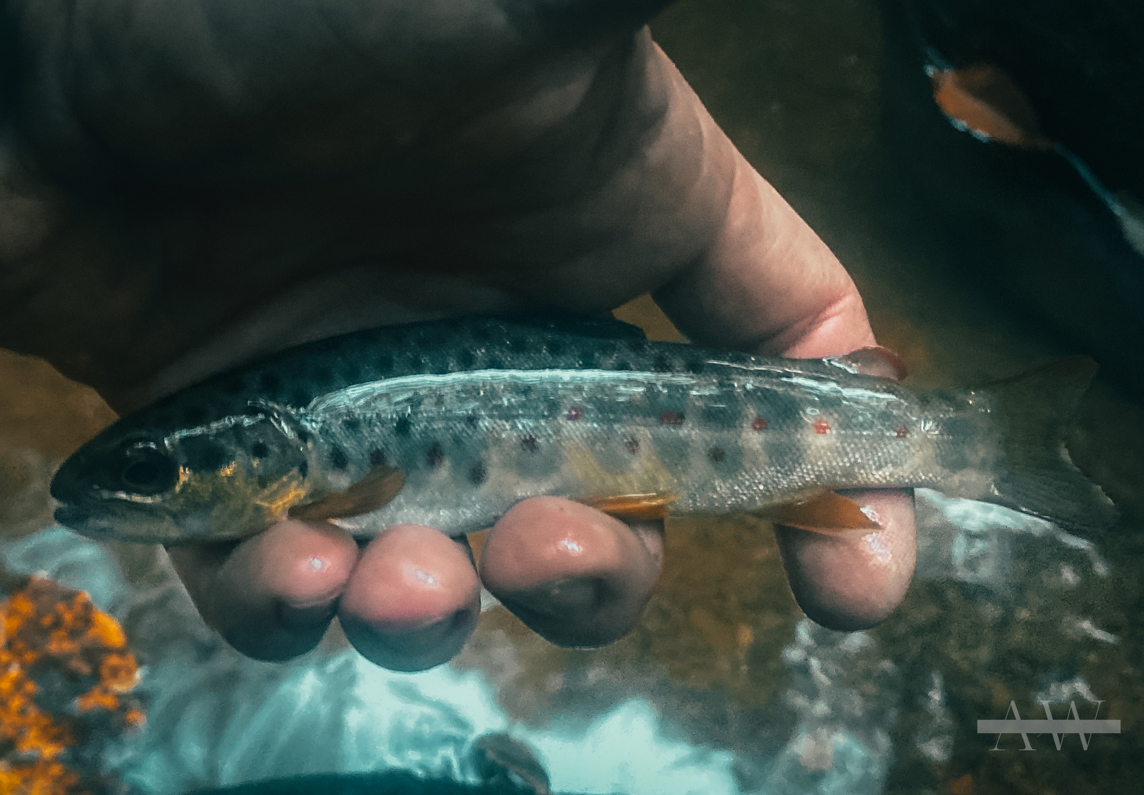 Journey on the Fly Pennsylvania fly fishing