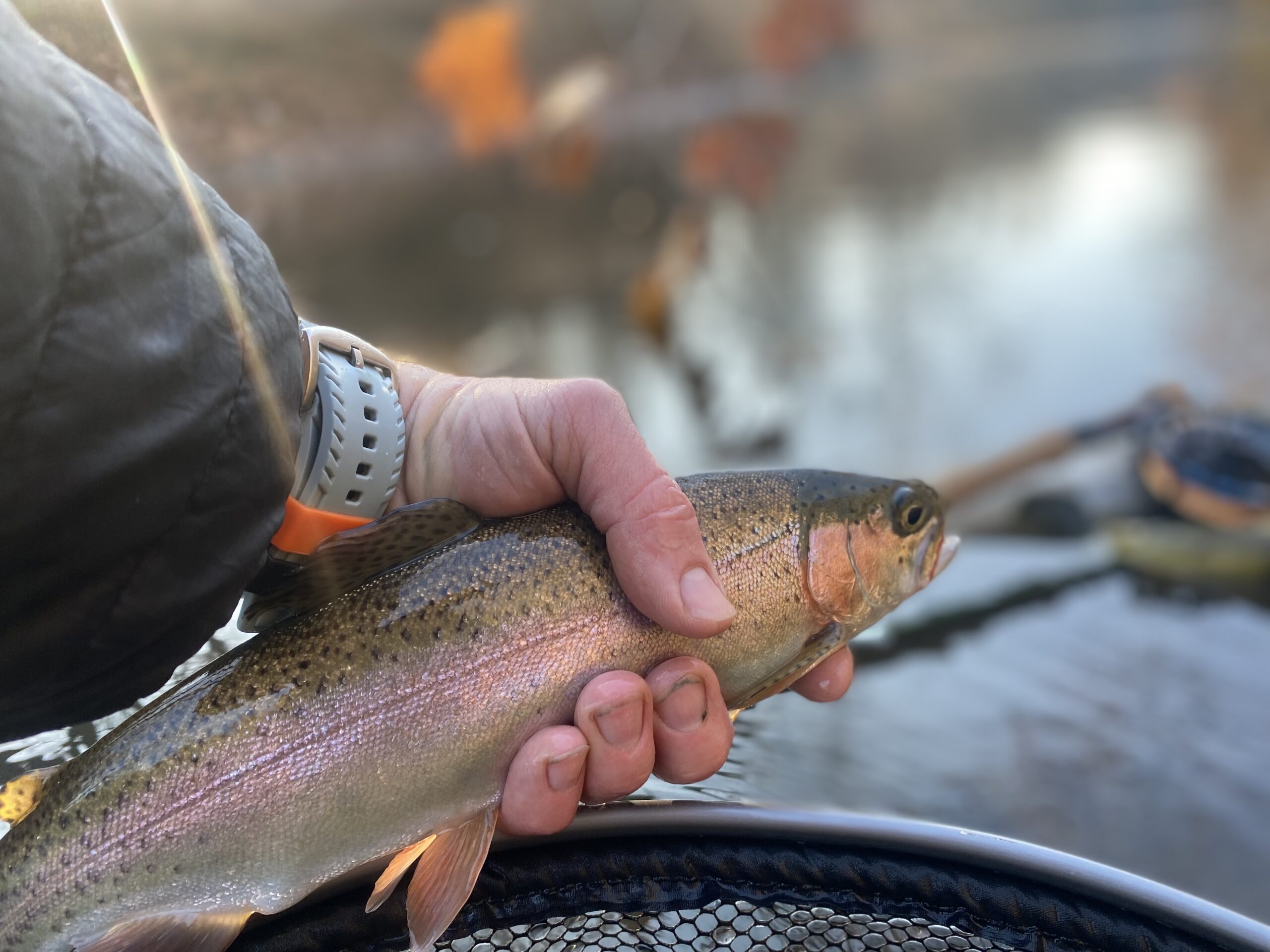 Journey on the Fly Pennsylvania fly fishing
