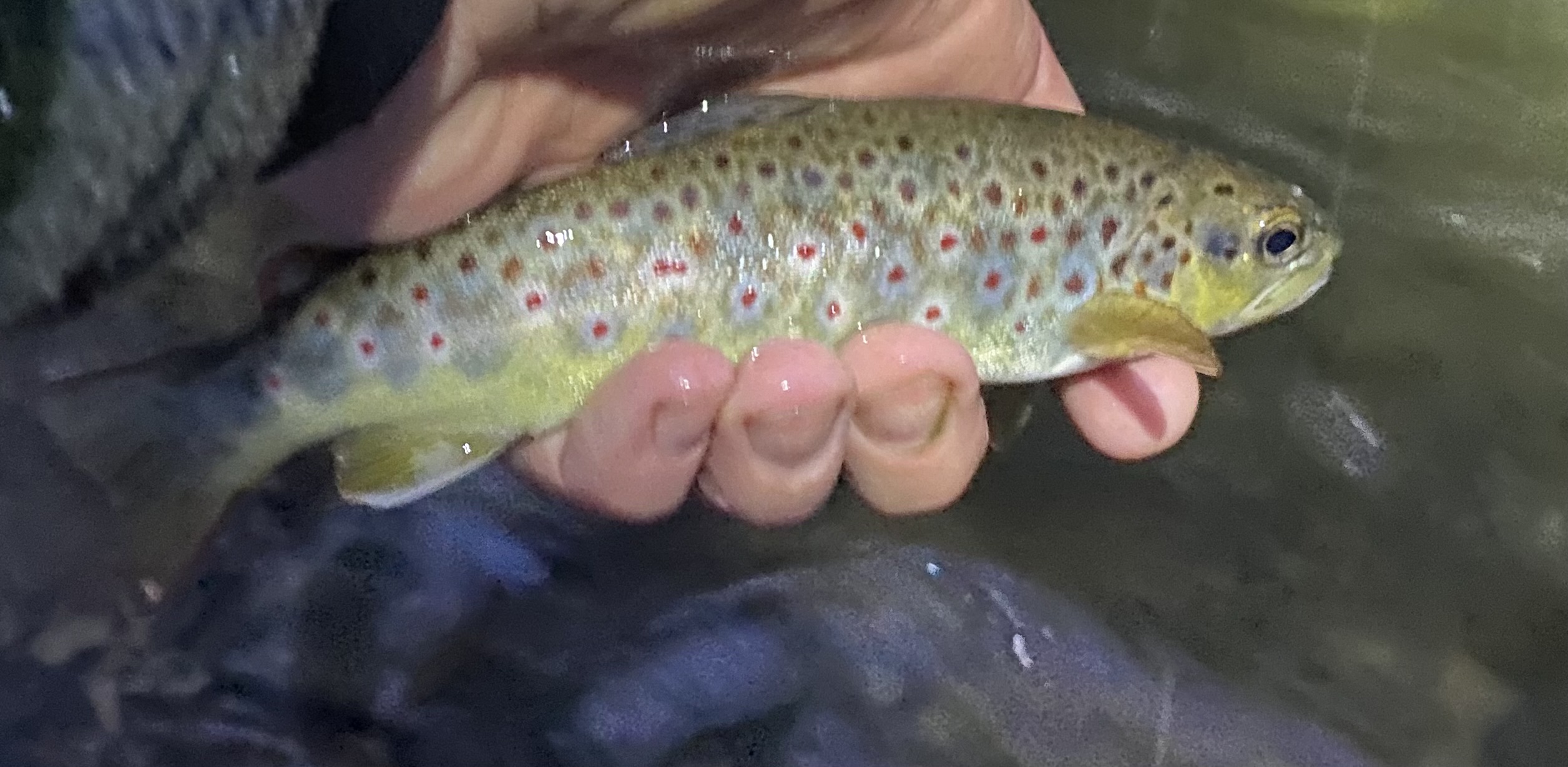Journey on the Fly Pennsylvania fly fishing