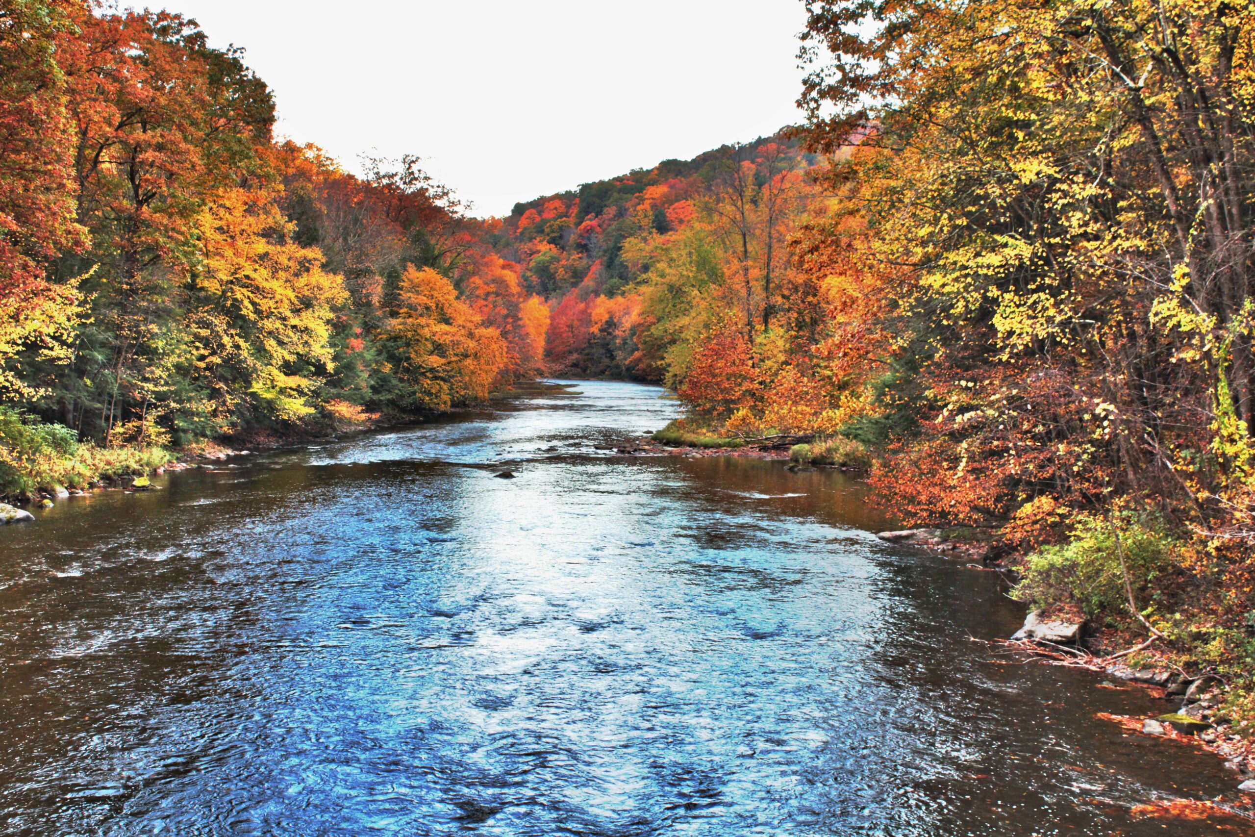 The Brookie and the Bridge