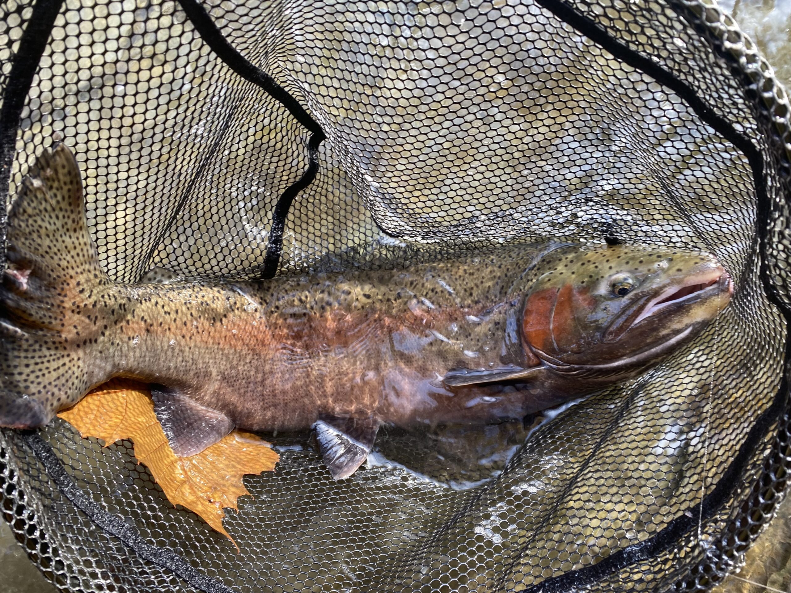 Part 2 on PA Steelhead Fishing